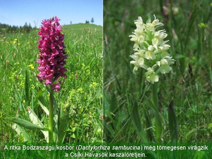 A ritka Bodzaszagú kosbor (Dactylorhiza sambucina) még tömegesen virágzik a Csíki Havasok kaszálórétjein. 