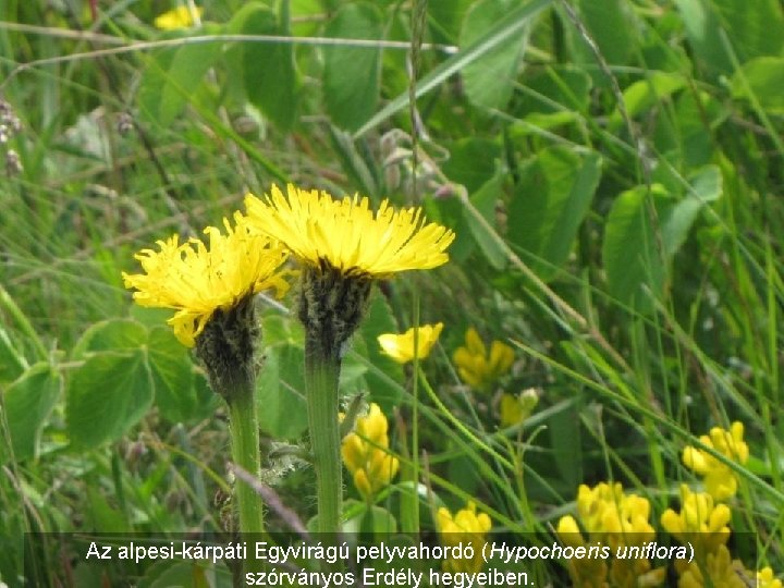 Az alpesi-kárpáti Egyvirágú pelyvahordó (Hypochoeris uniflora) szórványos Erdély hegyeiben. 