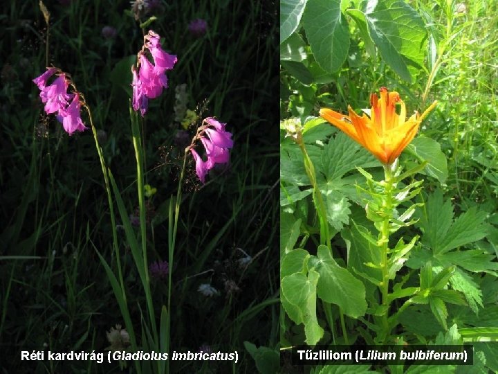 Réti kardvirág (Gladiolus imbricatus) Tűzliliom (Lilium bulbiferum) 