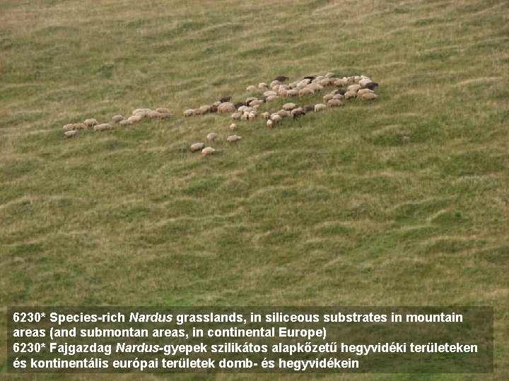 6230* Species-rich Nardus grasslands, in siliceous substrates in mountain areas (and submontan areas, in