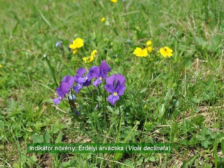 Indikátor növény: Erdélyi árvácska (Viola declinata) 