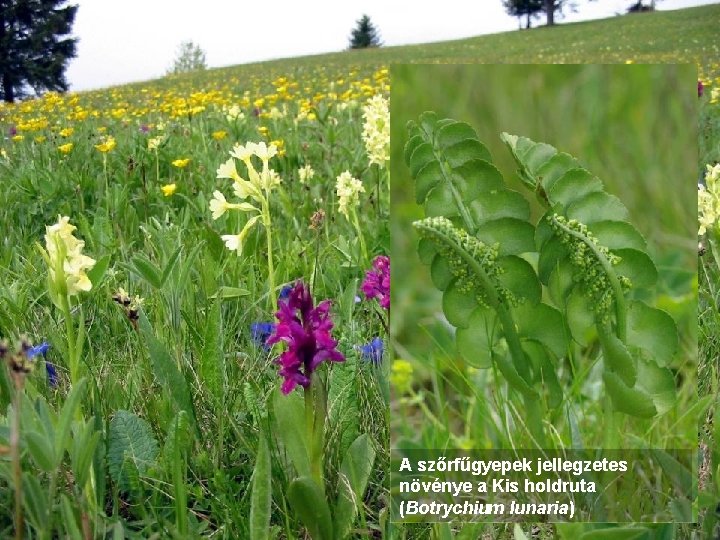 A szőrfűgyepek jellegzetes növénye a Kis holdruta (Botrychium lunaria) 