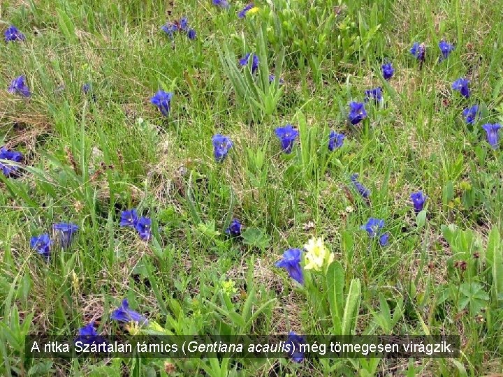 A ritka Szártalan tárnics (Gentiana acaulis) még tömegesen virágzik. 