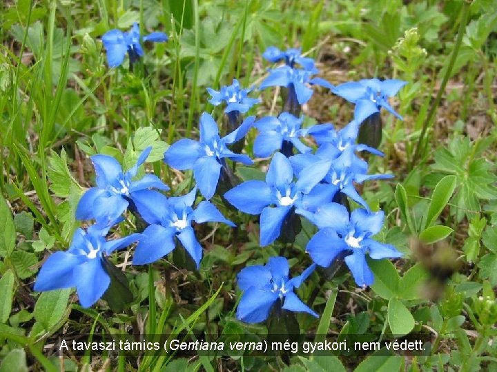 A tavaszi tárnics (Gentiana verna) még gyakori, nem védett. 