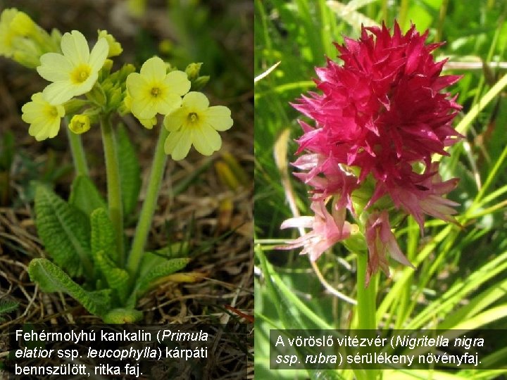 Fehérmolyhú kankalin (Primula elatior ssp. leucophylla) kárpáti bennszülött, ritka faj. A vöröslő vitézvér (Nigritella