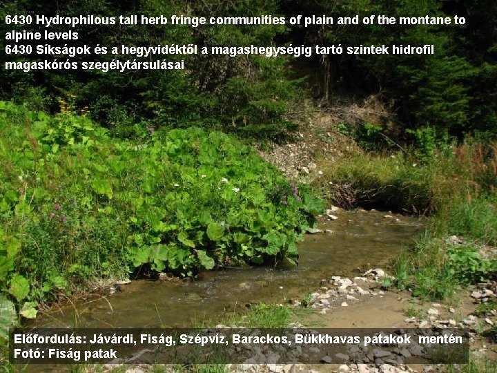 6430 Hydrophilous tall herb fringe communities of plain and of the montane to alpine