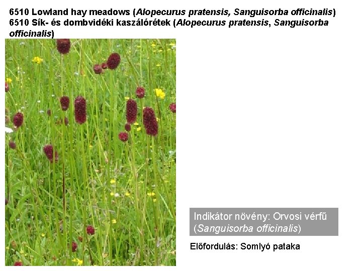 6510 Lowland hay meadows (Alopecurus pratensis, Sanguisorba officinalis) 6510 Sík- és dombvidéki kaszálórétek (Alopecurus