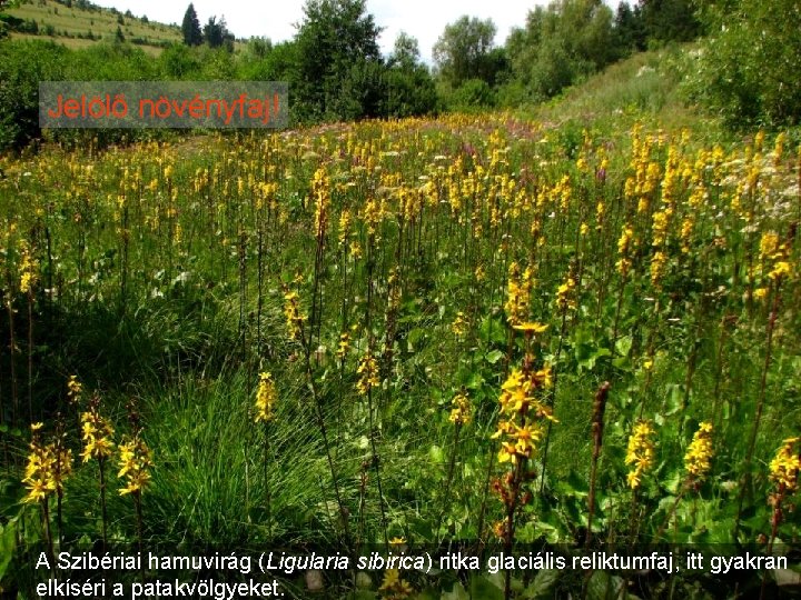 Jelölő növényfaj! A Szibériai hamuvirág (Ligularia sibirica) ritka glaciális reliktumfaj, itt gyakran elkíséri a