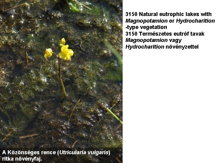 3150 Natural eutrophic lakes with Magnopotamion or Hydrocharition -type vegetation 3150 Természetes eutróf tavak