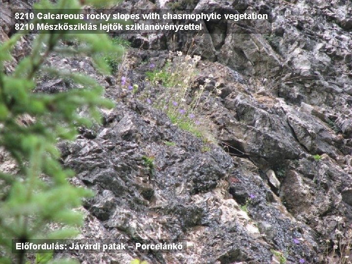 8210 Calcareous rocky slopes with chasmophytic vegetation 8210 Mészkősziklás lejtők sziklanövényzettel Előfordulás: Jávárdi patak