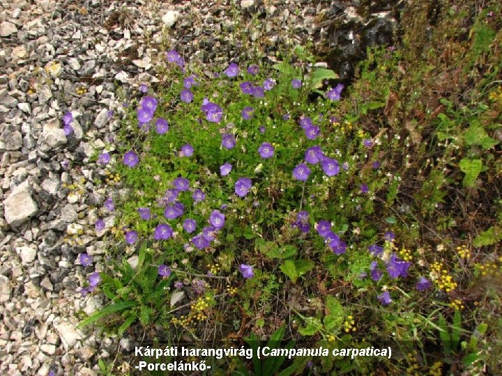 Kárpáti harangvirág (Campanula carpatica) -Porcelánkő- 