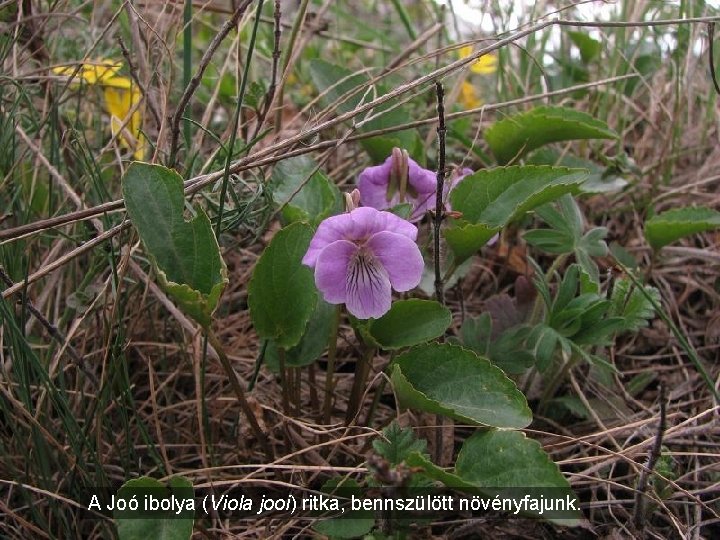 A Joó ibolya (Viola jooi) ritka, bennszülött növényfajunk. 