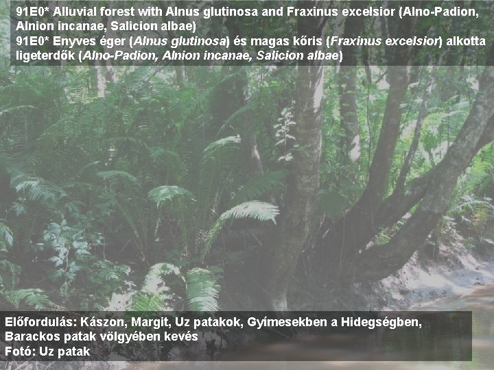 91 E 0* Alluvial forest with Alnus glutinosa and Fraxinus excelsior (Alno-Padion, Alnion incanae,
