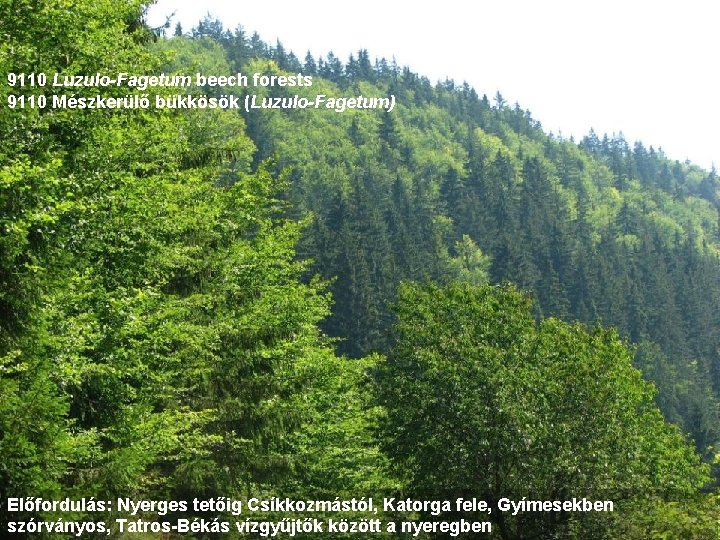 9110 Luzulo-Fagetum beech forests 9110 Mészkerülő bükkösök (Luzulo-Fagetum) Előfordulás: Nyerges tetőig Csíkkozmástól, Katorga fele,