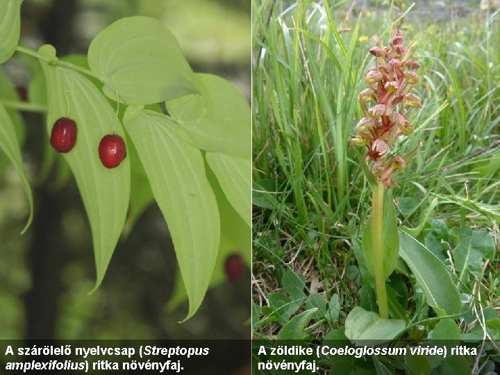 A szárölelő nyelvcsap (Streptopus amplexifolius) ritka növényfaj. A zöldike (Coeloglossum viride) ritka növényfaj. 