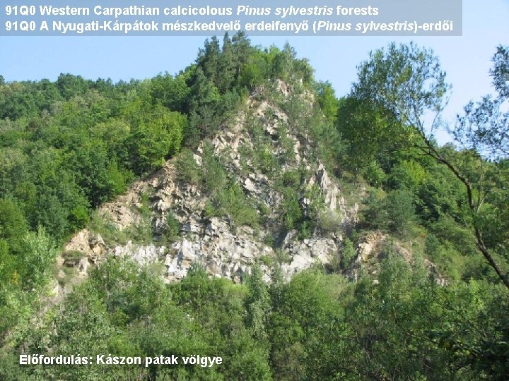 91 Q 0 Western Carpathian calcicolous Pinus sylvestris forests 91 Q 0 A Nyugati-Kárpátok