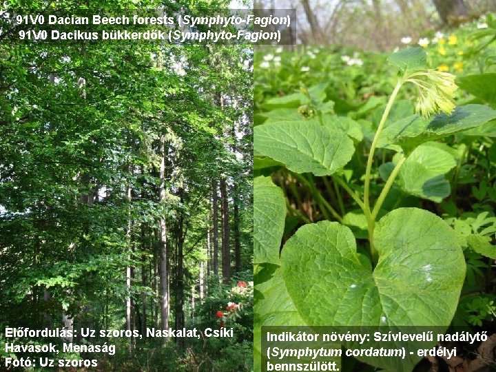 91 V 0 Dacian Beech forests (Symphyto-Fagion) 91 V 0 Dacikus bükkerdők (Symphyto-Fagion) Előfordulás: