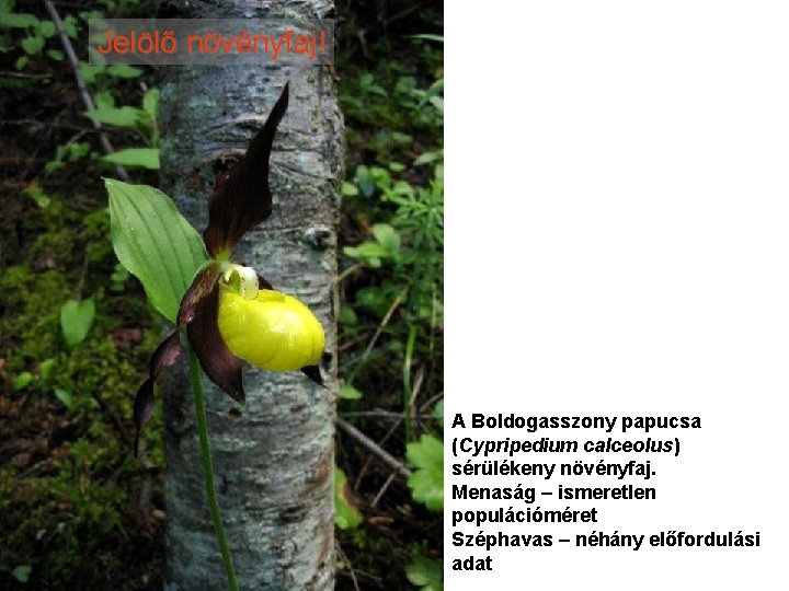 Jelölő növényfaj! A Boldogasszony papucsa (Cypripedium calceolus) sérülékeny növényfaj. Menaság – ismeretlen populációméret Széphavas