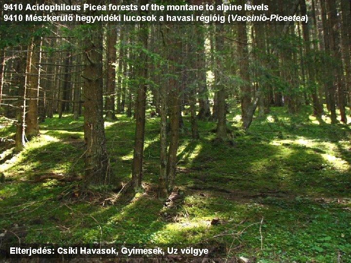 9410 Acidophilous Picea forests of the montane to alpine levels 9410 Mészkerülő hegyvidéki lucosok