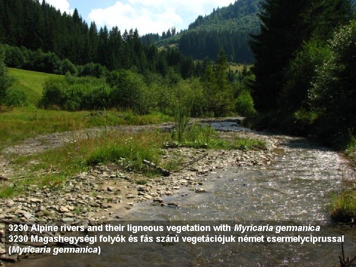 3230 Alpine rivers and their ligneous vegetation with Myricaria germanica 3230 Magashegységi folyók és