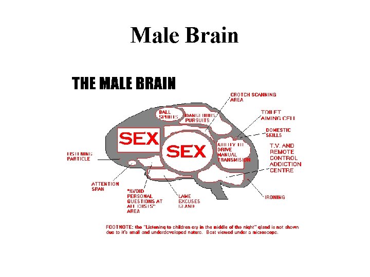 Male Brain 