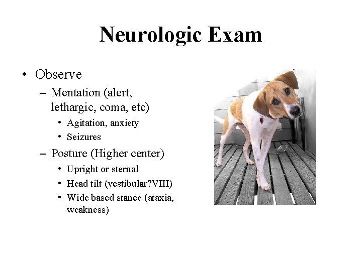 Neurologic Exam • Observe – Mentation (alert, lethargic, coma, etc) • Agitation, anxiety •