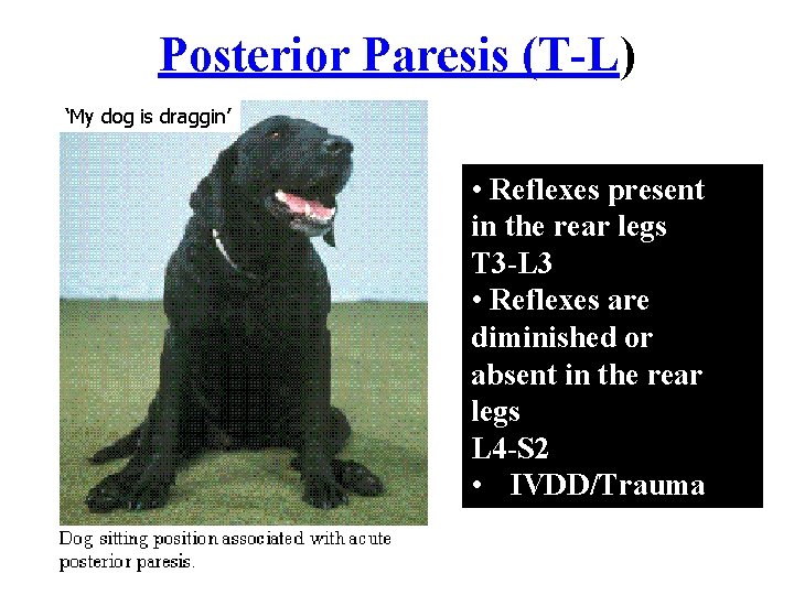 Posterior Paresis (T-L) ‘My dog is draggin’ • Reflexes present in the rear legs