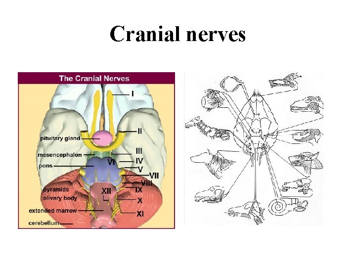 Cranial nerves 