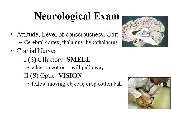 Neurological Exam • Attitude, Level of consciousness, Gait – Cerebral cortex, thalamus, hypothalamus •