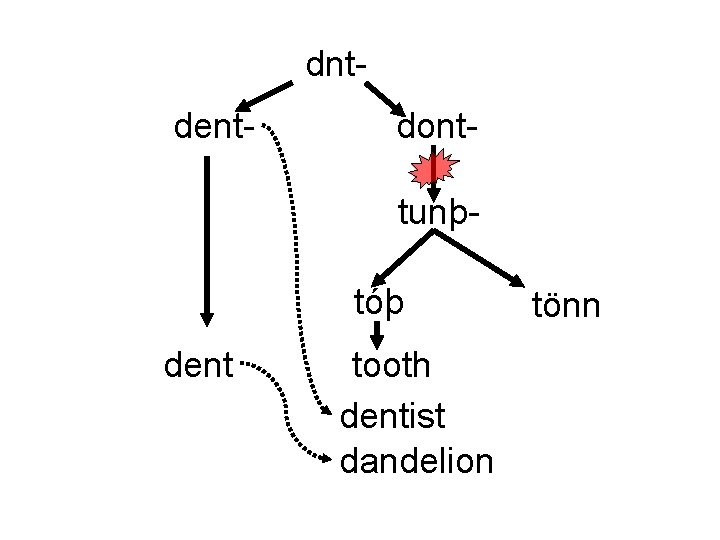 dntdent- donttunþtóþ dent tooth dentist dandelion tönn 