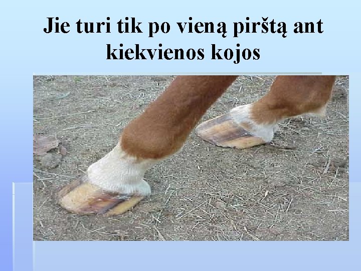 Jie turi tik po vieną pirštą ant kiekvienos kojos 