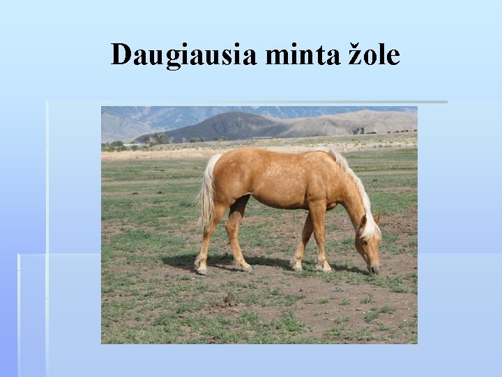 Daugiausia minta žole 