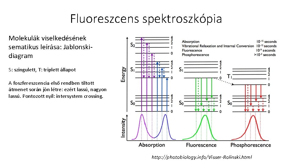 Fluoreszcens spektroszkópia Molekulák viselkedésének sematikus leírása: Jablonskidiagram S: szingulett, T: triplett állapot A foszfereszcencia