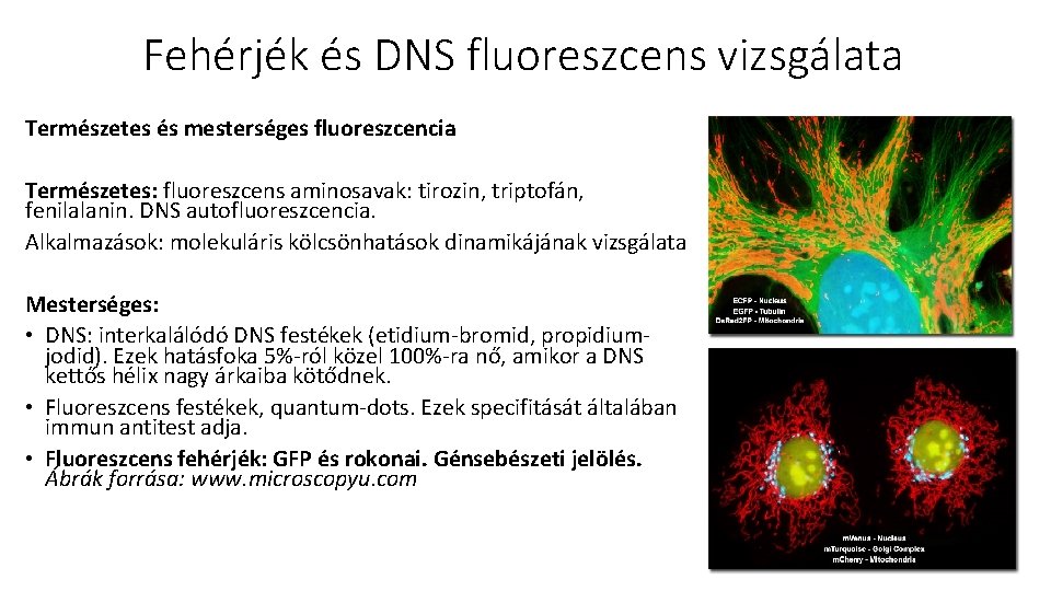 Fehérjék és DNS fluoreszcens vizsgálata Természetes és mesterséges fluoreszcencia Természetes: fluoreszcens aminosavak: tirozin, triptofán,