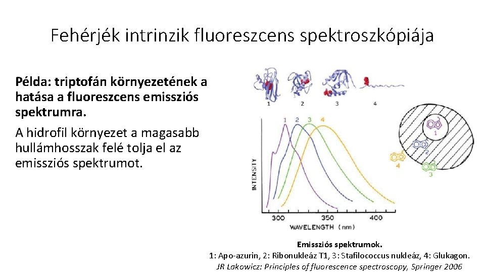 Fehérjék intrinzik fluoreszcens spektroszkópiája Példa: triptofán környezetének a hatása a fluoreszcens emissziós spektrumra. A