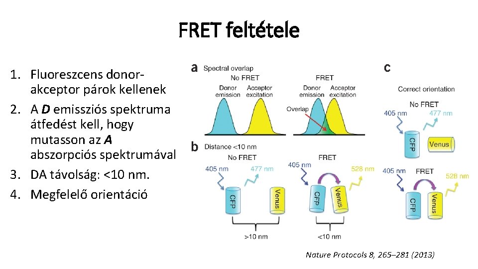 FRET feltétele 1. Fluoreszcens donorakceptor párok kellenek 2. A D emissziós spektruma átfedést kell,