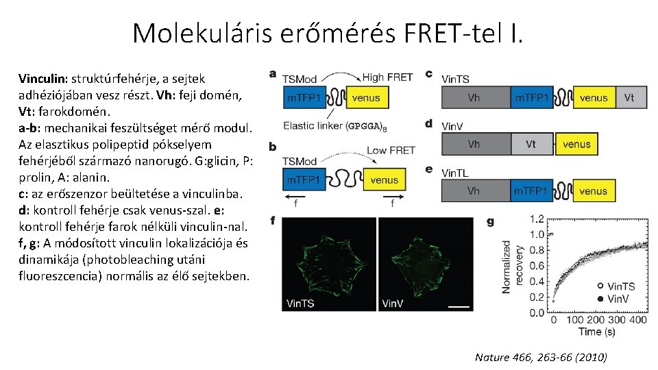Molekuláris erőmérés FRET-tel I. Vinculin: struktúrfehérje, a sejtek adhéziójában vesz részt. Vh: feji domén,