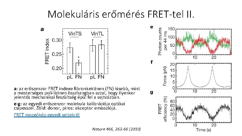 Molekuláris erőmérés FRET-tel II. a: az erőszenzor FRET indexe fibronkektinen (FN) kisebb, mint a