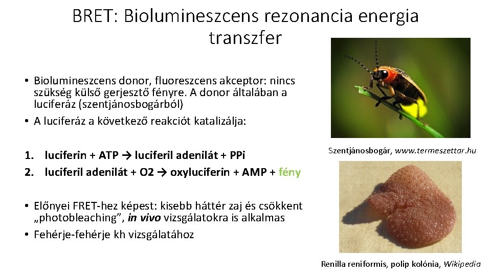 BRET: Biolumineszcens rezonancia energia transzfer • Biolumineszcens donor, fluoreszcens akceptor: nincs szükség külső gerjesztő