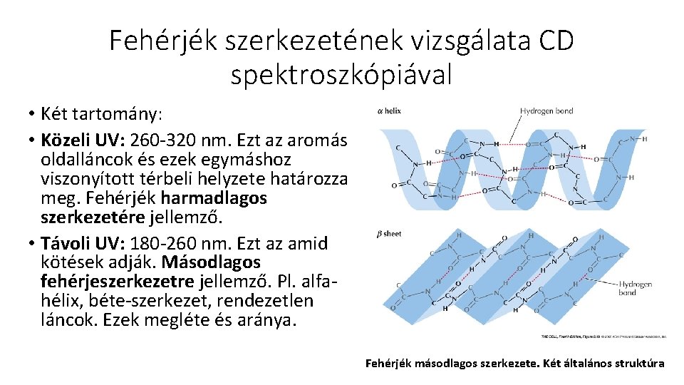 Fehérjék szerkezetének vizsgálata CD spektroszkópiával • Két tartomány: • Közeli UV: 260 -320 nm.