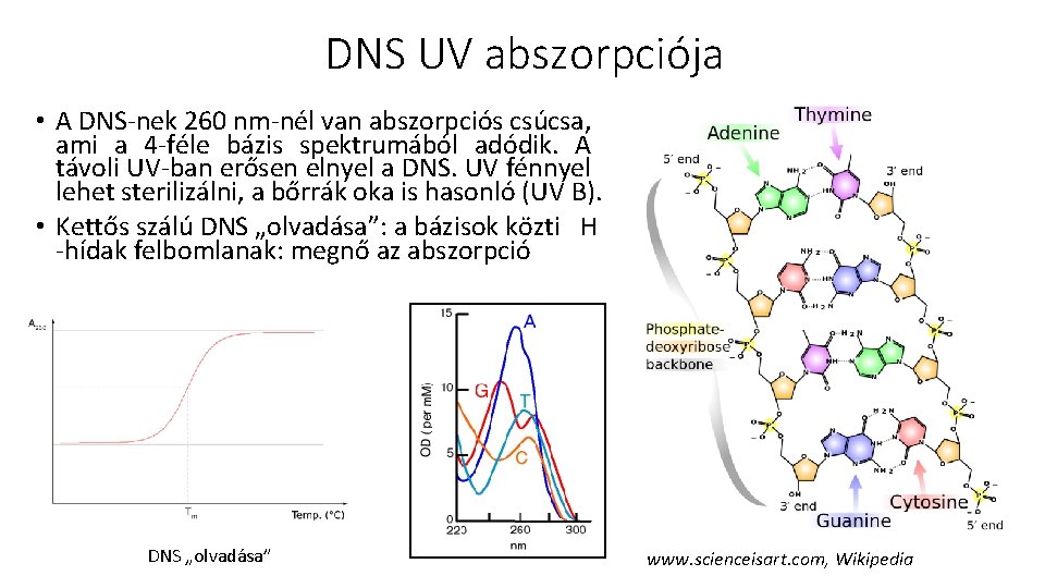 DNS UV abszorpciója • A DNS-nek 260 nm-nél van abszorpciós csúcsa, ami a 4