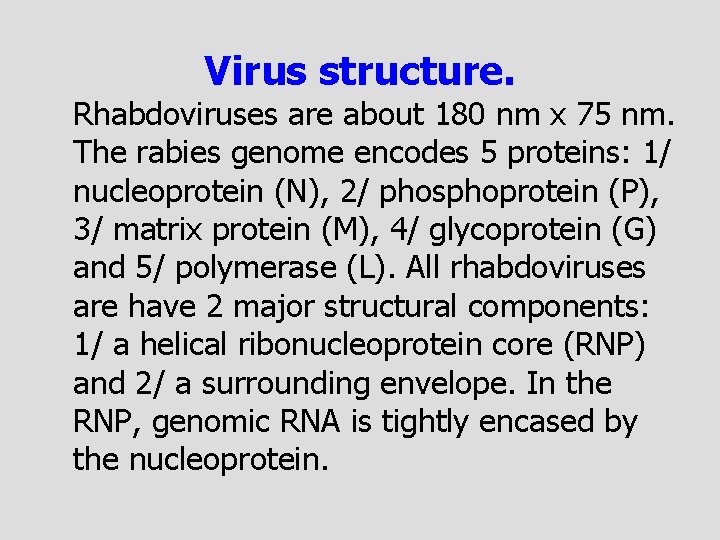 Virus structure. Rhabdoviruses are about 180 nm x 75 nm. The rabies genome encodes