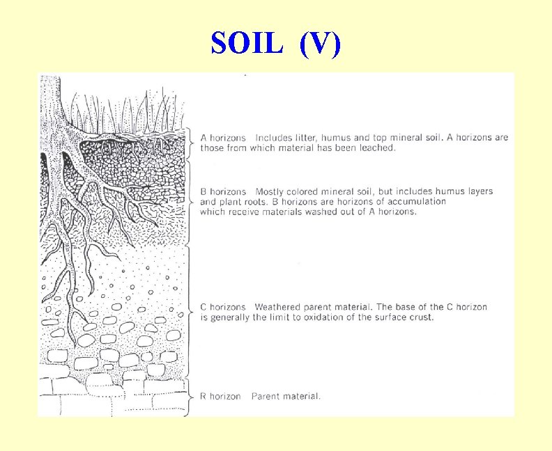 SOIL (V) SOIL (V)