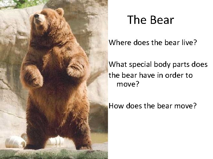The Bear Where does the bear live? What special body parts does the bear