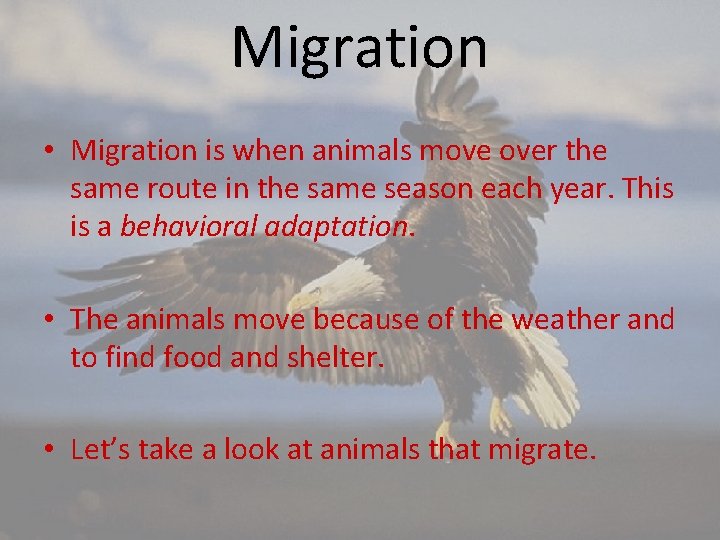 Migration • Migration is when animals move over the same route in the same