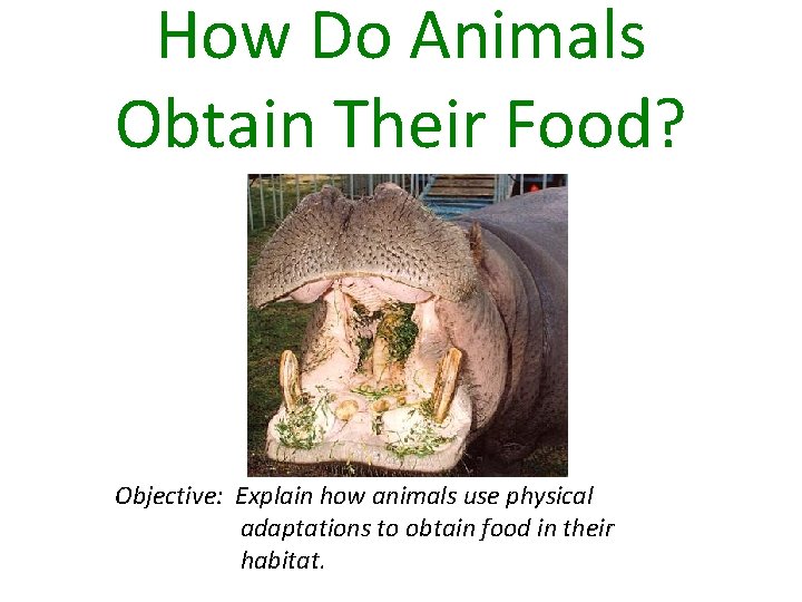 How Do Animals Obtain Their Food? Objective: Explain how animals use physical adaptations to