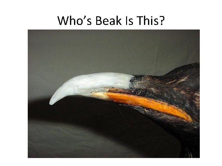 Who’s Beak Is This? 