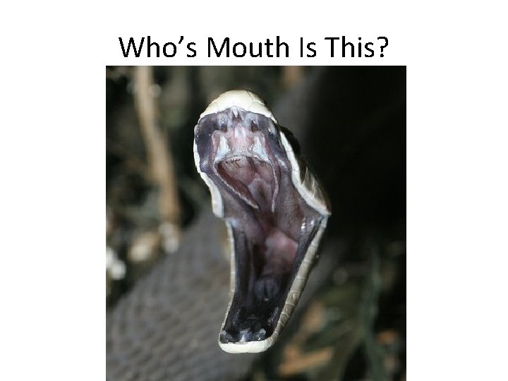 Who’s Mouth Is This? 