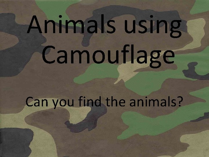 Animals using Camouflage Can you find the animals? 