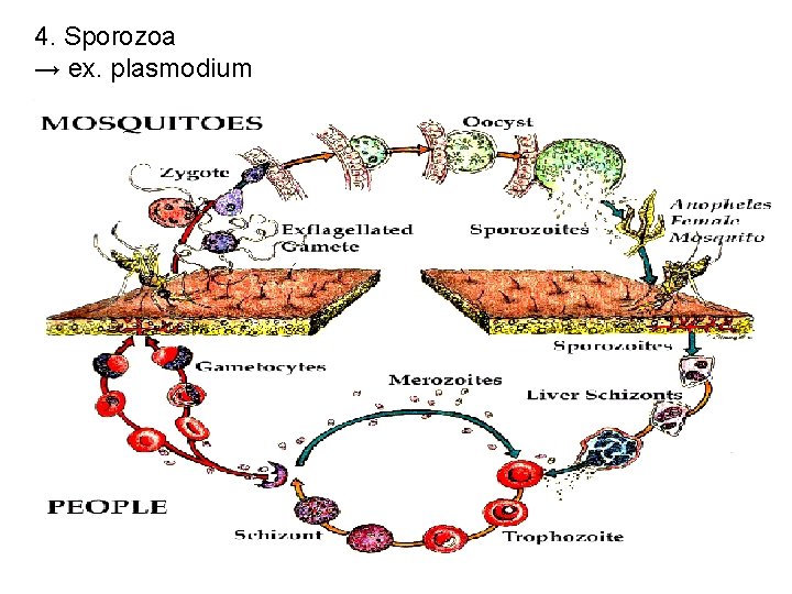 4. Sporozoa → ex. plasmodium 
